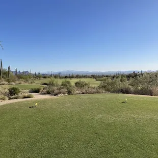 7th Tee - Wild Burro