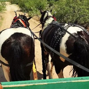 One of the good shepherd ranch teams/wagons