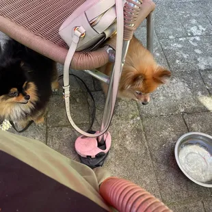 Dog friendly patio