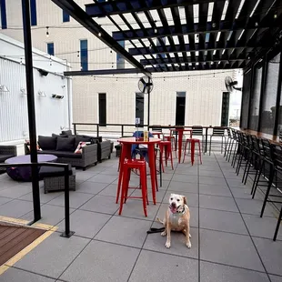 Dog Friendly Rooftop Patio at The Goose