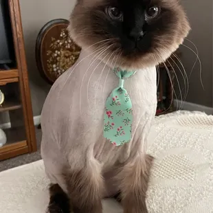 Sammy with his new lion cut.