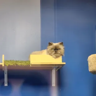 Our cat Katie at the Grand Feline