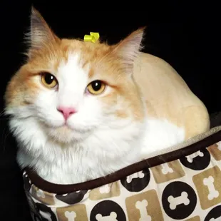 Cats do really well for me-there are NO barkindogs, i book cats by appt. times,usually your cat is the only here at that time. (30-120 min)