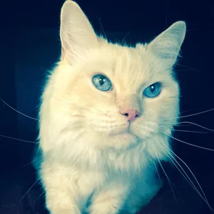 A simple bath and comb out is recommended every 4 to 6 weeks to reduce shedding and help with circulation of the skin.