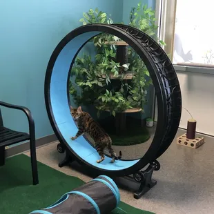 Evie enjoying the great room (I provided the cat wheel for my cats)