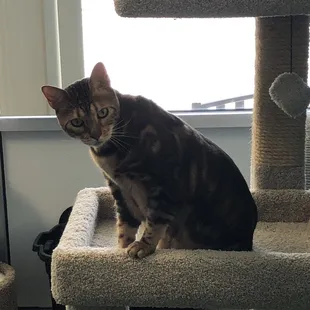 Nero enjoying the comfy cat tree.