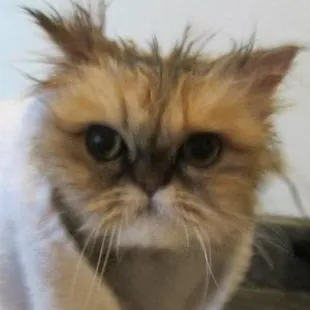 I recommend baths at least every fall, just before turning your heat on to help reduce static which causes dry skin and matting.