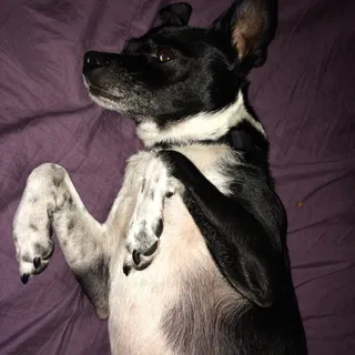 S G.