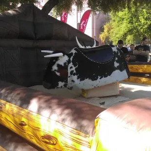Bull Riding