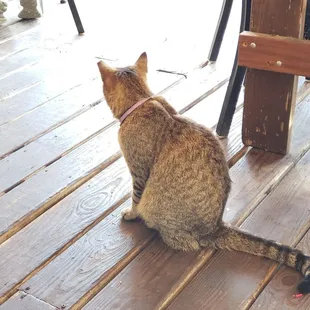 Local cat keeps out any varmits.