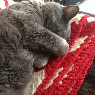 Meredith S.
