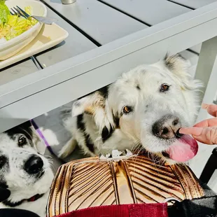 Dog friendly Patio