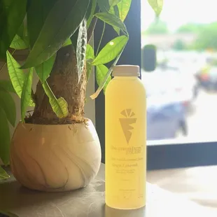 a plant and a bottle