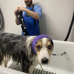 They have ear covers for the dryer