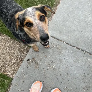 Mini outdoor dog park!
