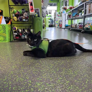 My social kitty boy LOVES it here. My cats are indoor only, so it&apos;s a great way to give him a change of scenery.