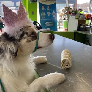 Noël getting her birthday treat--a beef cheek roll