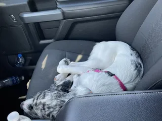 Bark Club