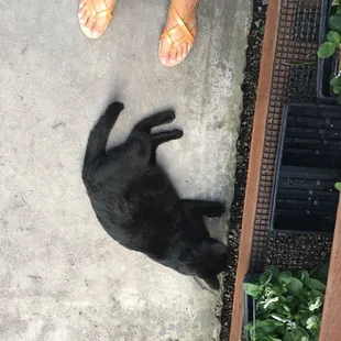 Garden cat