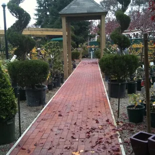 a walkway towards the roses