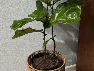 Asio Verde