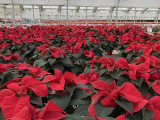 Duarte Nursery