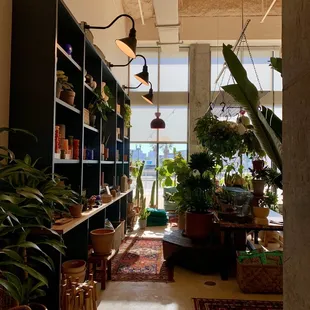 a variety of indoor plants