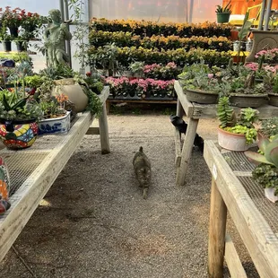 Tropical greenhouse + kitty