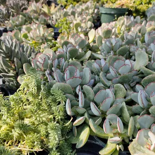Succulents wonderland