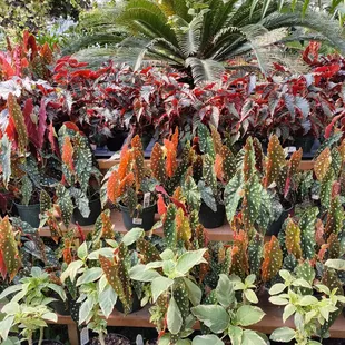 Unusual plants with polka dot leaves