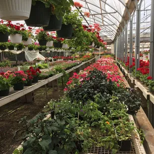 Great plants