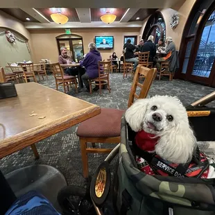 a dog in a stroller