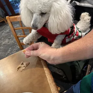 a poodle sitting at a table