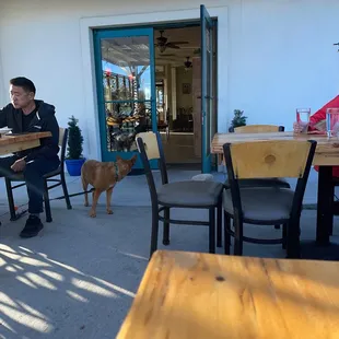 a man sitting at a table with a dog in front of him