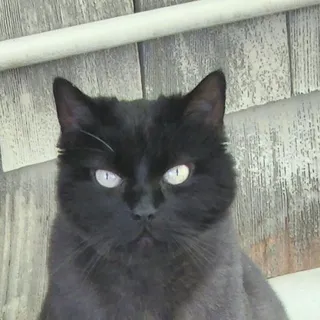 Cat T.