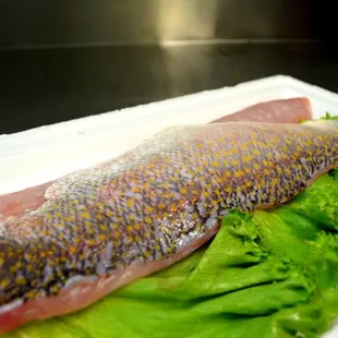 Fresh Pre-Cut/Cooked Golden Tile Fish