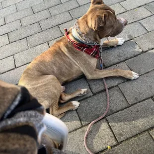 Dog friendly, they did accommodate him and brought him water gift away so thank you!