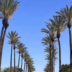 a street lined with palm trees