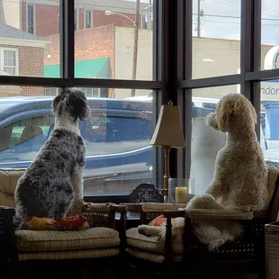 These two adorable "doodle" dogs (one is grey and the other is a golden cream Aussie) hold court at The Grind. You can't miss 'em!