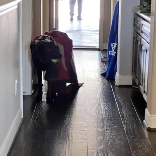 lost dog at gumbo dine