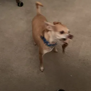 a dog standing in a living room