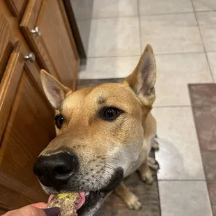 Dog loved the under cooked patty melt burger, came without onions.