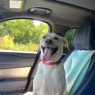 Happy Lola. Ready for a nap.