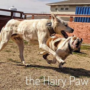 Bear getting to stay at the Inn this weekend.