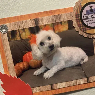 My sweetie pie, babydoll, fur baby!