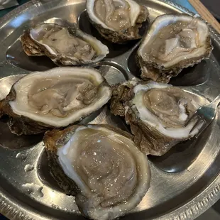 Oysters
