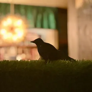 Special occasion dinner. They knocked it out of the park. 5/5. October 2023.