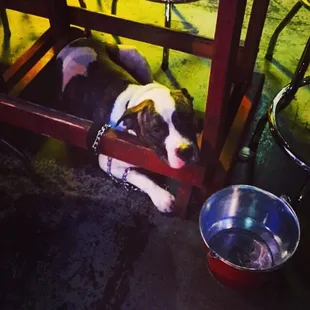 Dog friendly! Big plus for Bambino the bar dog.