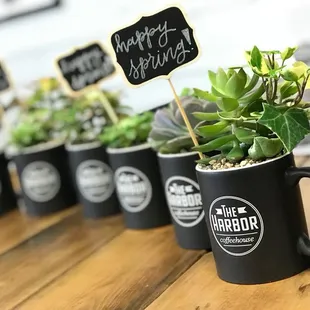 a row of coffee mugs with plants in them