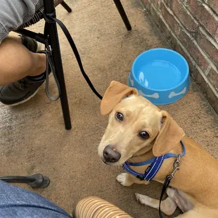 Pup with "complimentary" water